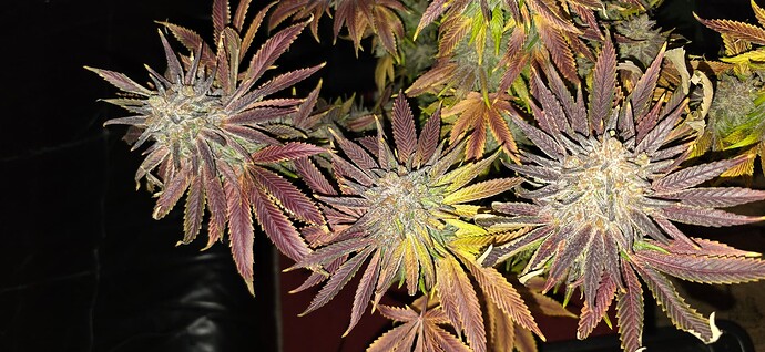 Growreport Bild 54