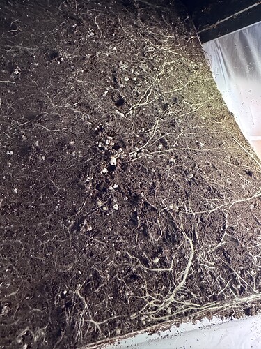 Growreport Bild 43