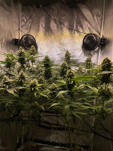 Growreport Bild 34