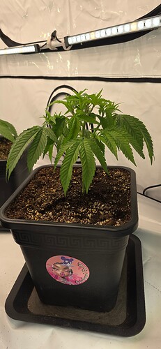 Growreport Bild 49