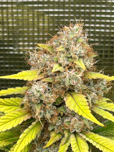 Growreport Bild 6