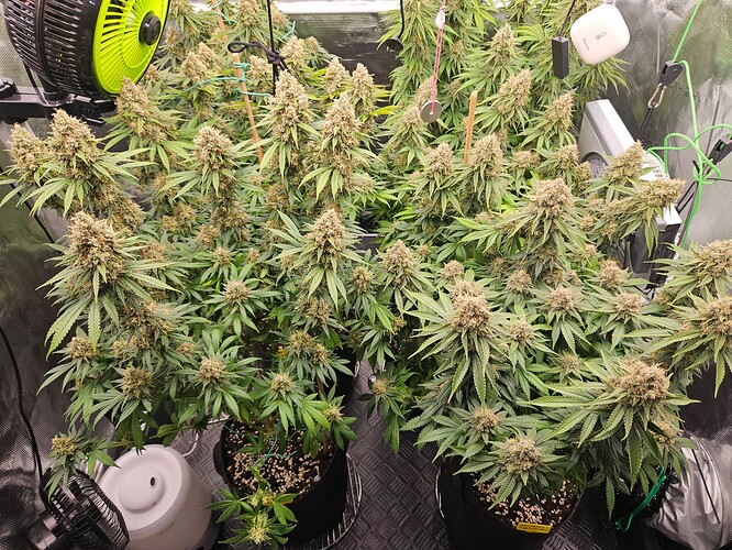 Growreport Bild 20