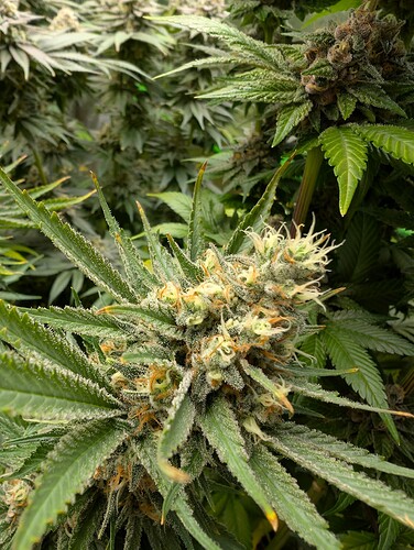 Growreport Bild 8