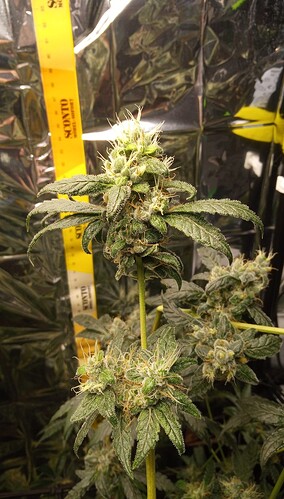 Growreport Bild 2