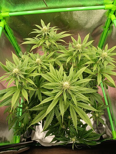 Growreport Bild 12
