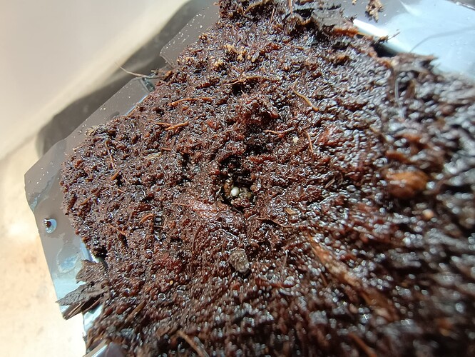 IMG_20240411_110617821