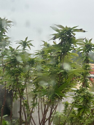 Growreport Bild 4