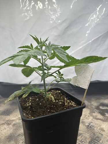 Growreport Bild 19