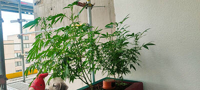 Mein Balkongrowreport+++Tipp wie ihr billig an Tabak kommt