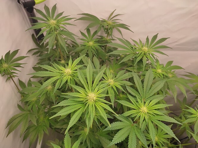 Growreport Bild 9