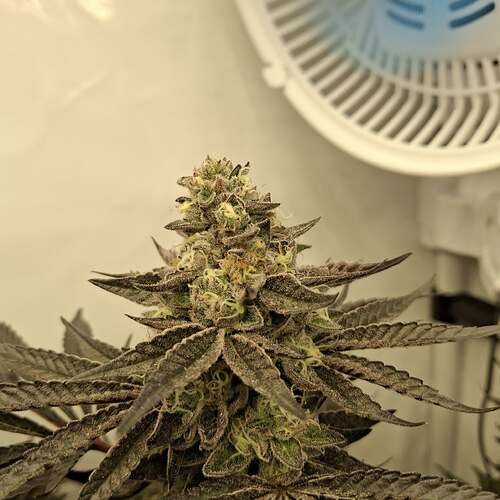 480301249_122169888404293599_8154695126582478589_n