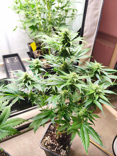 Growreport Bild 4