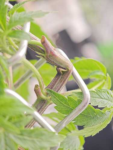 Growreport Bild 11