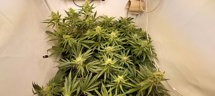 Growreport Bild 9