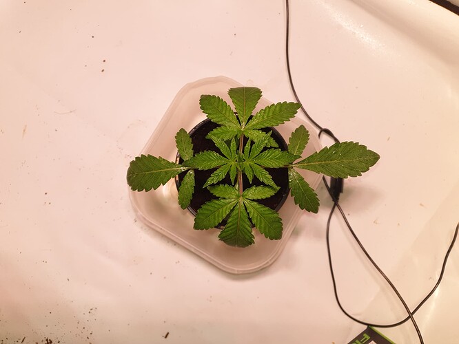 Growreport Bild 2