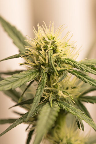 Growreport Bild 3