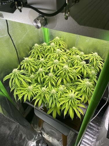 Growreport Bild 48