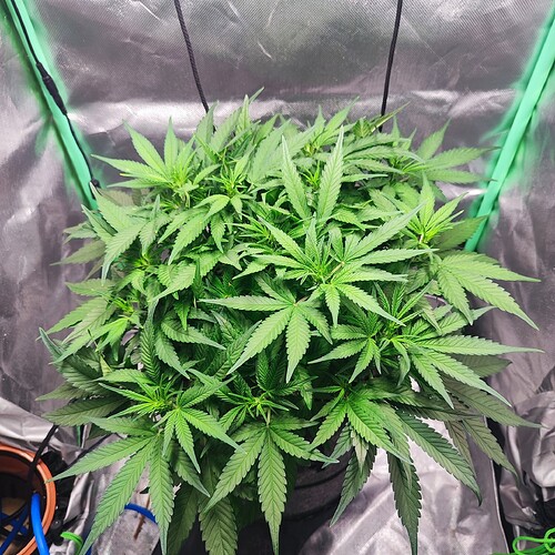 Growreport Bild 2