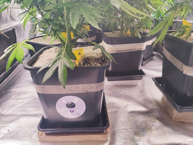 Growreport Bild 50