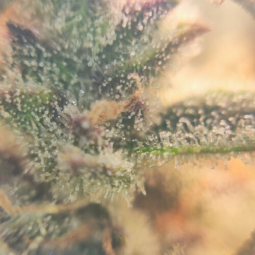 Growreport Bild 4