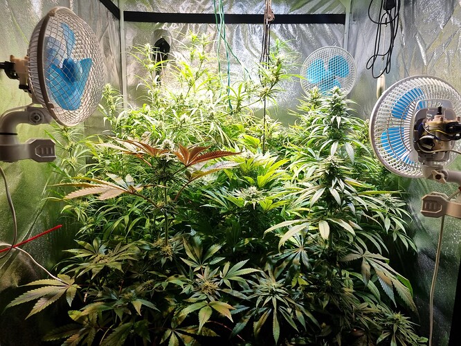 Mehrere Cannabis-Pflanzen in einer Growbox, beleuchtet von Lampen und belüftet von drei Ventilatoren.
