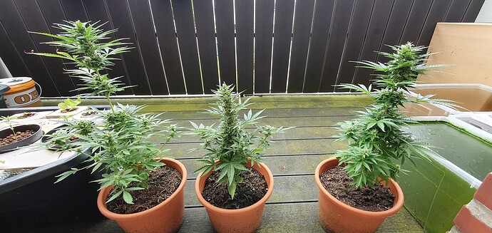 Growreport Bild 1