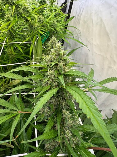 Growreport Bild 9