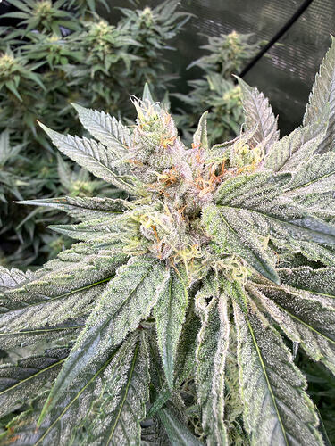Growreport Bild 36