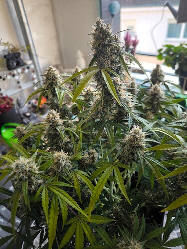 Growreport Bild 4