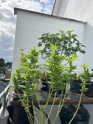 Growreport Bild 7