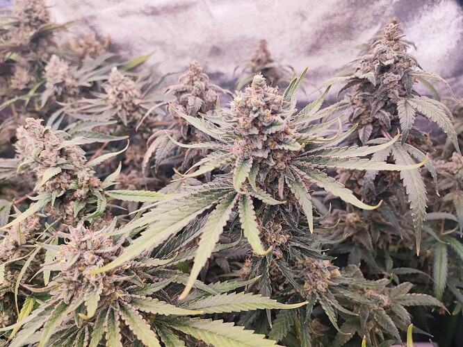 Growreport Bild 12