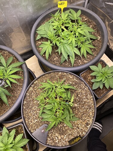 Growreport Bild 36