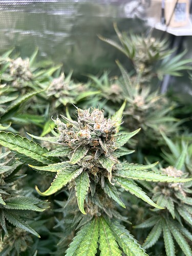 Nahaufnahme einer blühenden Cannabispflanze mit dichten, harzigen Blütenständen und grünen Blättern.