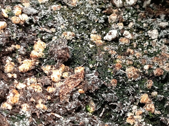 Growreport Bild 19