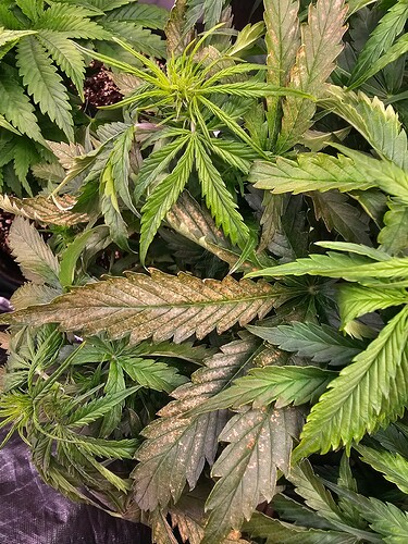 Growreport Bild 1