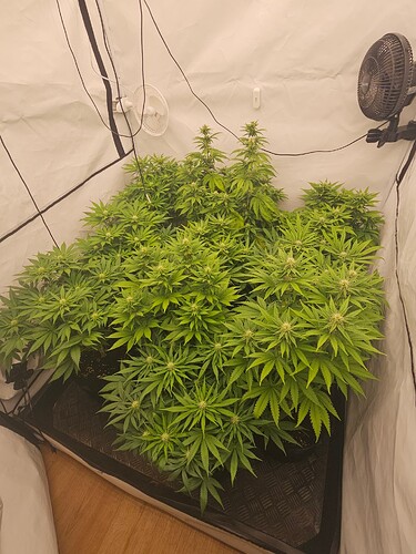 Growreport Bild 6