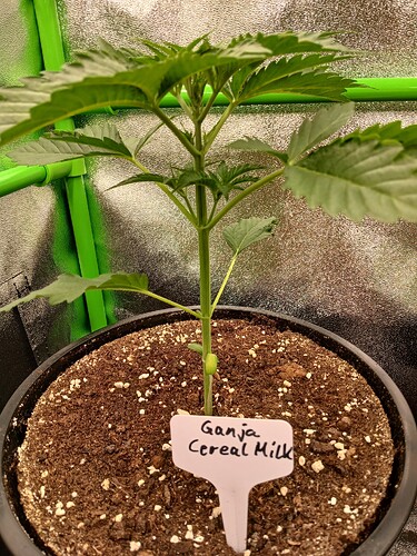 Growreport Bild 6