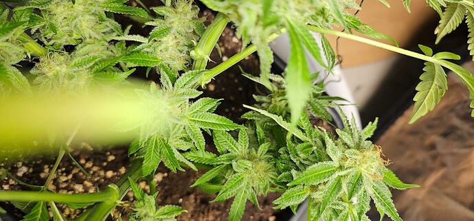Growreport Bild 32