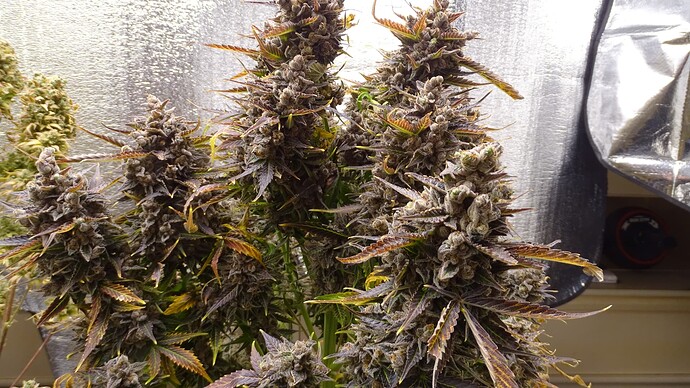 Growreport Bild 4