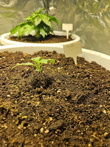 Growreport Bild 1