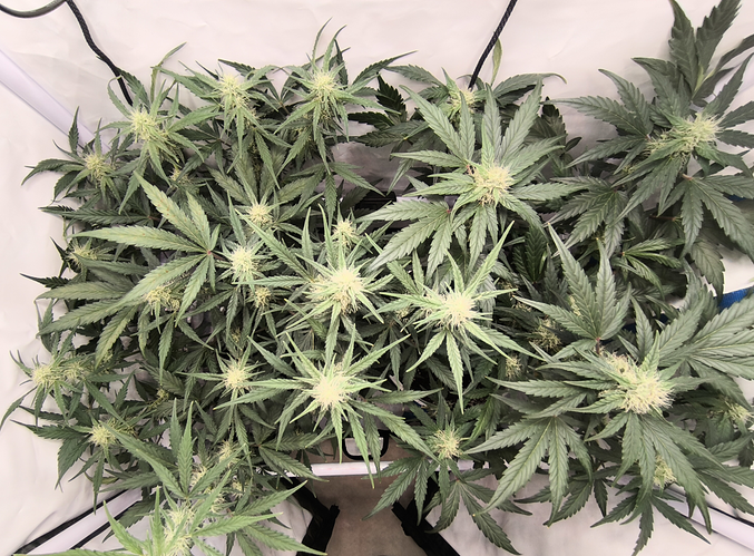 Growreport Bild 8