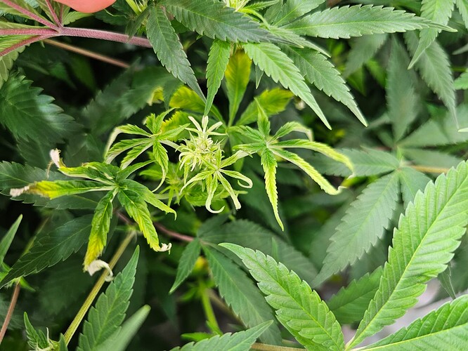 Growreport Bild 4