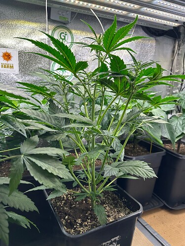 Growreport Bild 29