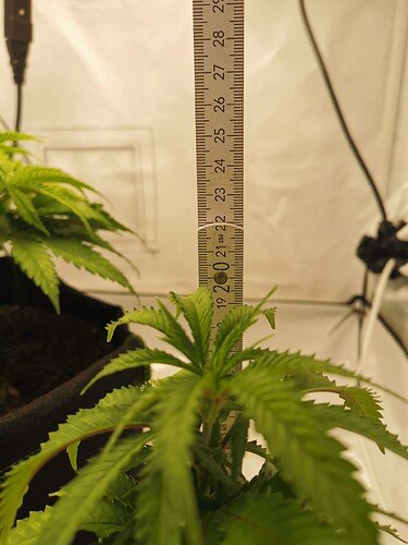 Growreport Bild 9