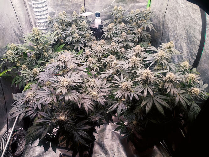 Growreport Bild 112