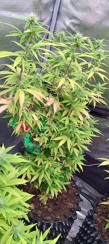 IMG_20251125_204748176_HDR