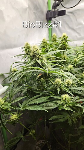 Growreport Bild 3