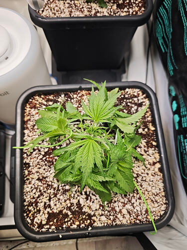 Growreport Bild 3