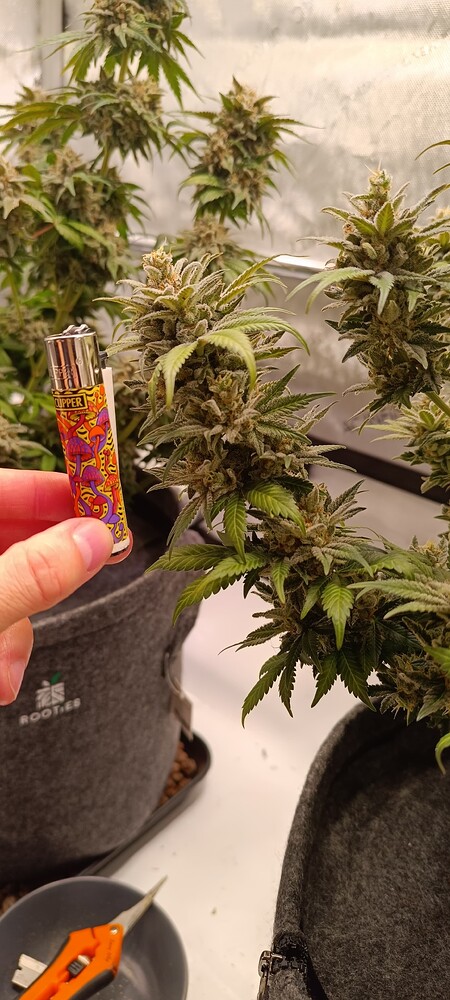 Anesia Grow AC Infinity UV A/B Sleepe joe Blackberry Moonrock Frozen black cherry