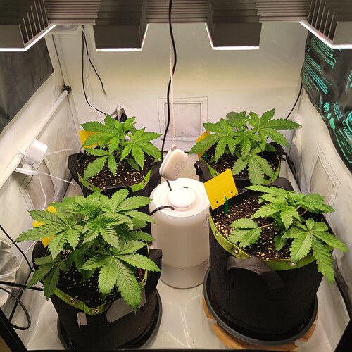 Growreport Bild 1